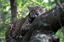 Svět přírody - Jaguáři: Brazilské super kočky