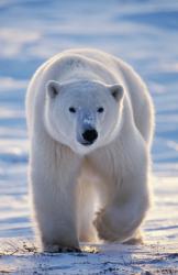 Přežijí lední medvědi? obrazok