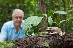 Attenborough: 60 let v divočině obrazok