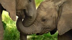 Tajný život slonů obrazok