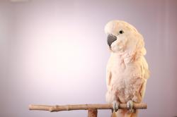 Tajemství papoušků obrazok