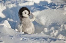 Příběh malého tučňáka obrazok
