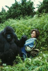 Gorily v hmle: Príbeh Dian Fosseyovej obrazok