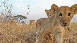 Serengeti obrazok