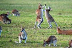 Deníky z divočiny: Austrálie (6) obrazok