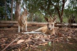 Deníky z divočiny: Austrálie (3)