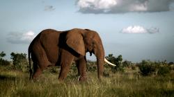 Masakry slonů a nosorožců