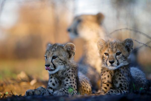Jak dospívají gepardi