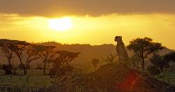 Serengeti obrazok