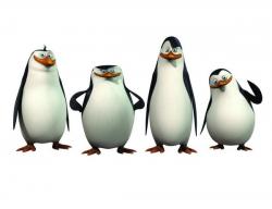 Tučniaky z Madagaskaru I