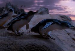 Oddball - Retter der Pinguine obrazok