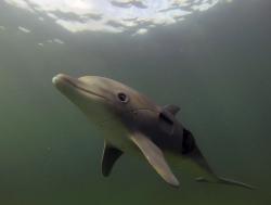 Delfíni očima špionážních kamer obrazok