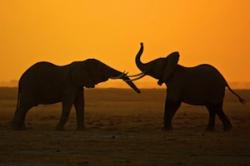 Bitva o slony