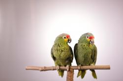 Tajemství papoušků
