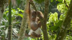 Poslední ráj orangutanů obrazok
