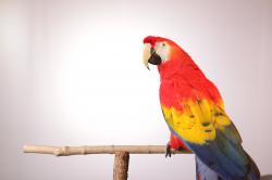 Tajemství papoušků
