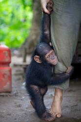 Příběh šimpanzího sirotka