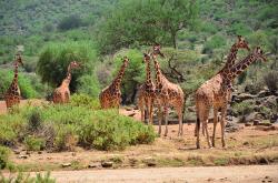 Žirafy: Zapomenutí obři