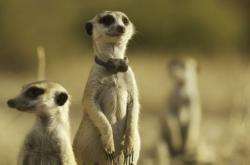 Kráľovstvo surikát: Príbeh sa začína obrazok
