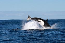 Velryby zabijáci obrazok