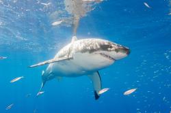 Žralok bílý - bez ochranné klece