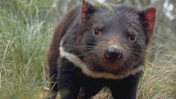 Tajný život tasmánských čertů obrazok