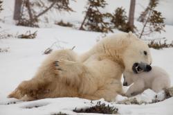 Přežijí lední medvědi? obrazok