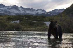 Sám mezi medvědy grizzly