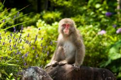 Divoké Japonsko: makaci červenolící (1) obrazok