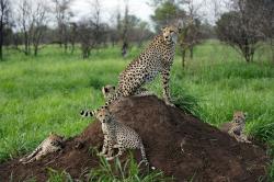 Jak dospívají gepardi obrazok