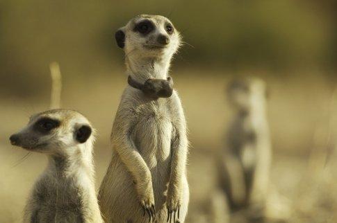 Kráľovstvo surikát: Príbeh sa začína