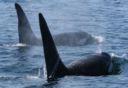 Velryby zabijáci