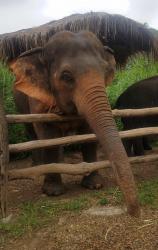 Tajný život slonů