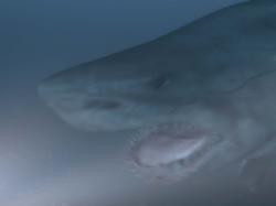 Lovec žraloků obrazok