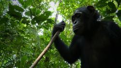 Příběh šimpanzího sirotka obrazok