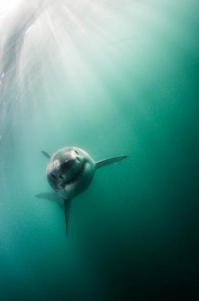 Žralok – Pod hladinou