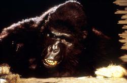 King Kong žije obrazok