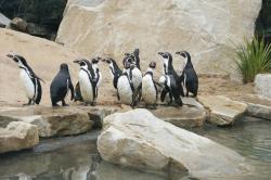 Zoo: San Diego obrazok