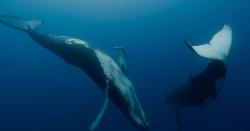 Národ veľrýb obrazok